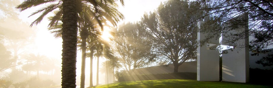 sun shining thru palm trees on Point Lomo campus